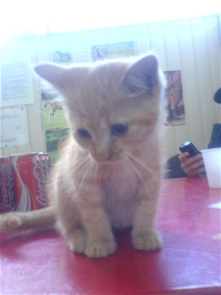 Huskat Røde-mis billede 16