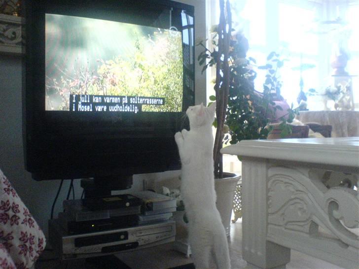 Huskat Lauritz billede 5