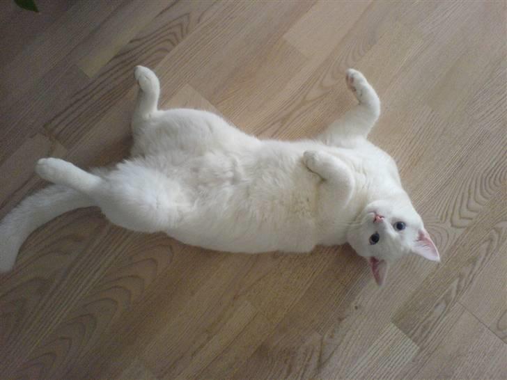 Huskat Lauritz billede 6