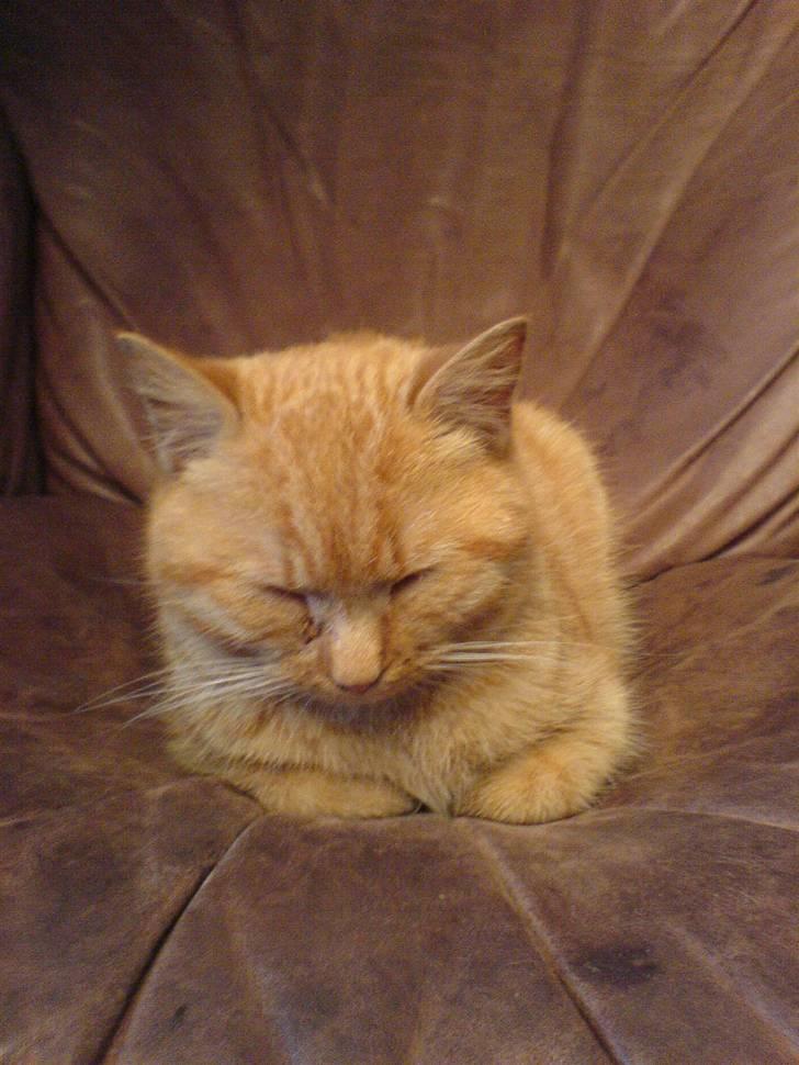 Huskat Røde-mis - sover lige i læderstolen  :oP billede 17