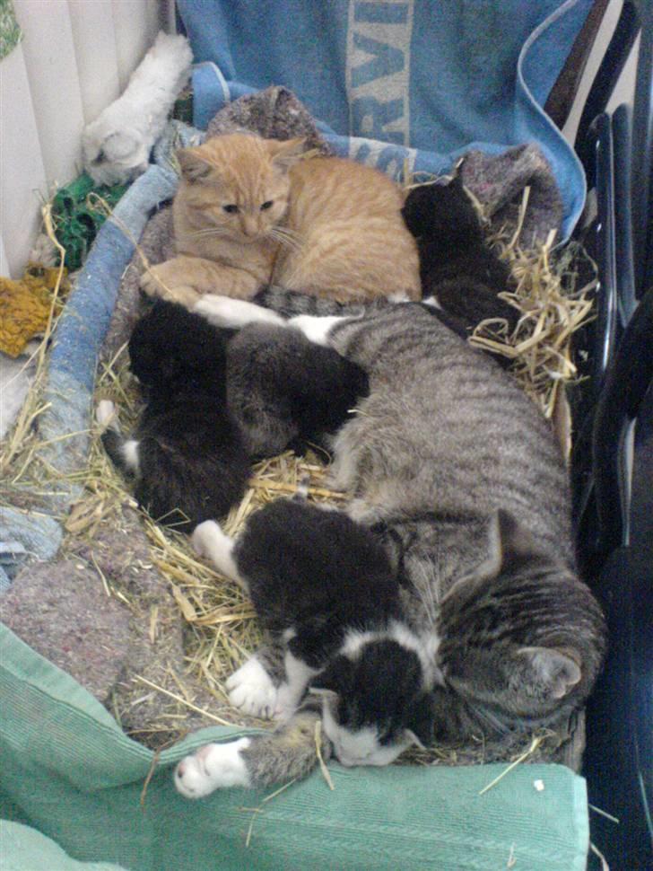 Huskat Røde-mis - ligger sammen med mine små venner :o) hehe. de er så søde <333 elsker og ligge her :o) billede 18