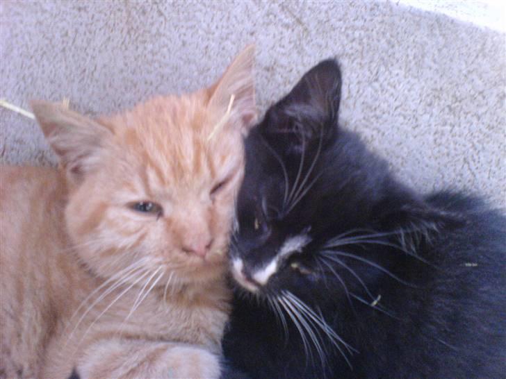 Huskat Røde-mis - nurh <333 ligger sammen med min lille ven :o) godt billede <333 hehe billede 19