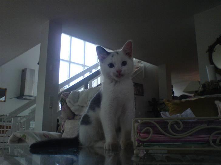 Huskat Karla  - Karla Som killing <3 billede 1