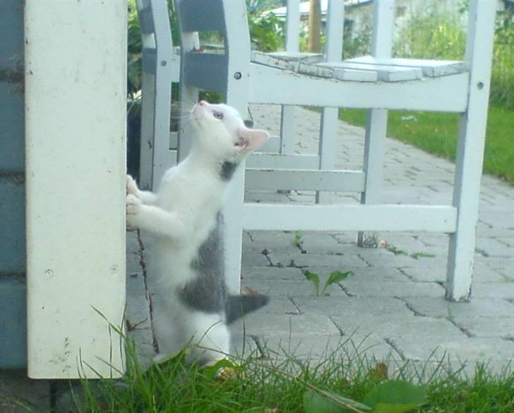 Huskat Karla  - Karla Som killing <3 - første gang ude billede 2