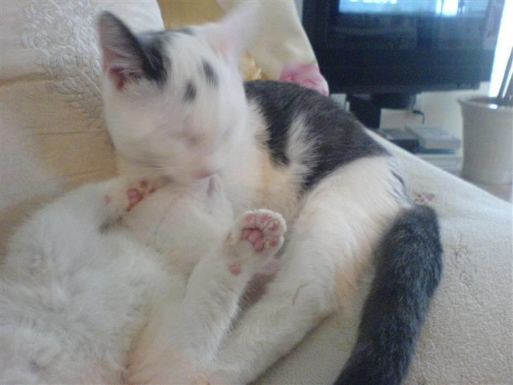 Huskat Karla  - Karla og Lauritz som killinger billede 3