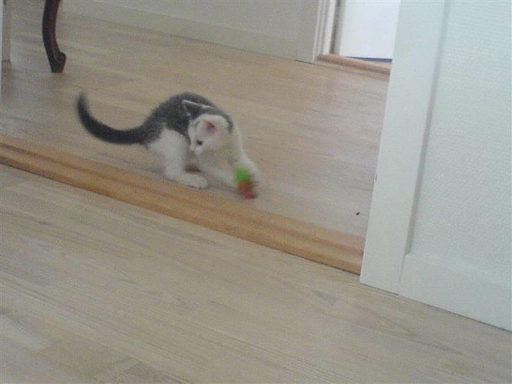 Huskat Karla  - Karla Som killing <3 billede 4