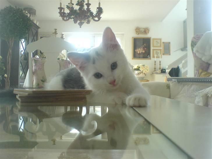 Huskat Karla  - Karla Som killing <3 billede 5