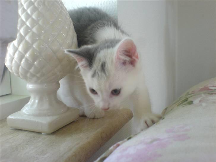 Huskat Karla  - Karla Som killing <3 billede 6