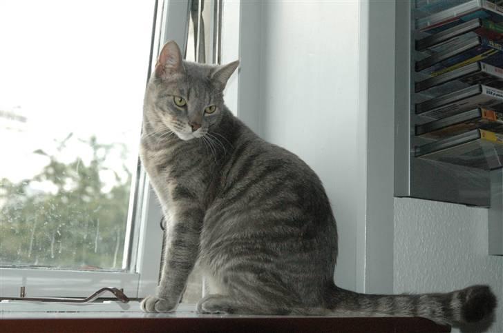 Blanding af racer turbo r.i.p  - ny billede 8