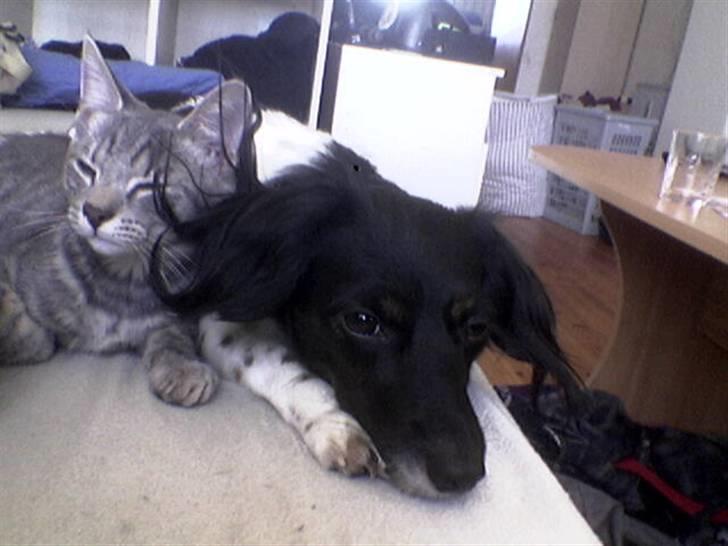 Blanding af racer turbo r.i.p  - jeg elsker den hund billede 9