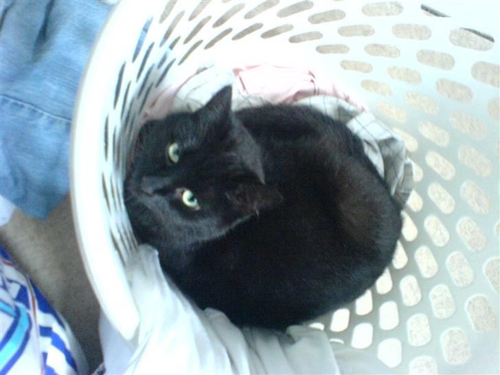 Huskat Sylvester - ja jeg elsker og ligge i alle små krog og vis der nu ikke er vasketøj i kurven kan vi jo bruge den som seng.. billede 1