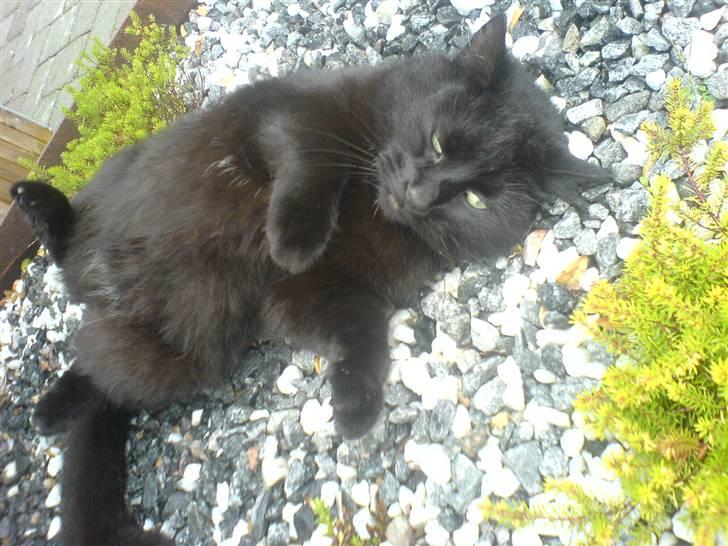 Huskat Sylvester billede 2