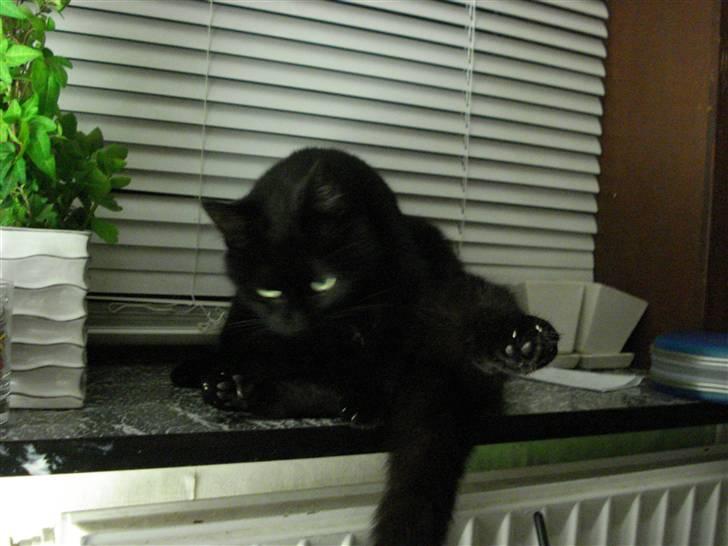 Huskat Sylvester billede 3