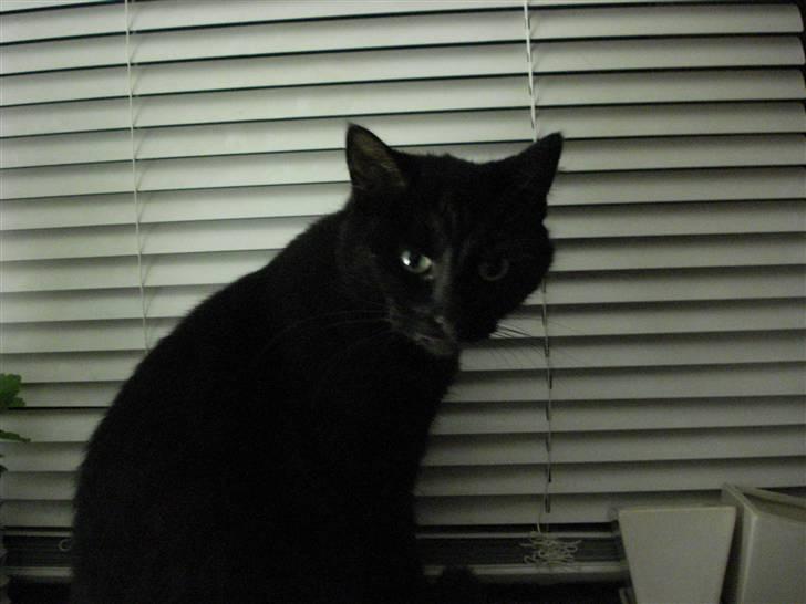 Huskat Sylvester billede 4