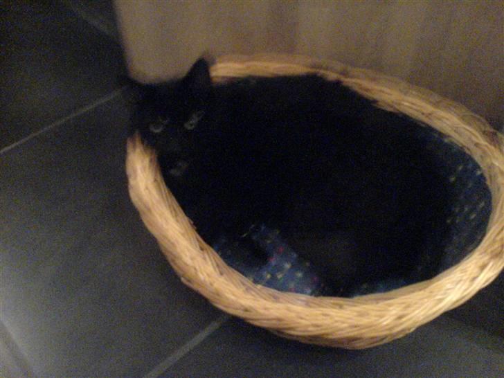 Huskat Sylvester billede 5