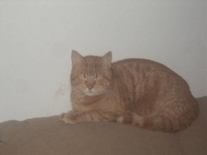 Huskat futte - he he jeg sover billede 1