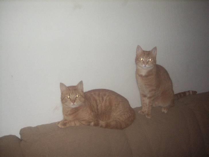 Huskat futte - her er jeg sammen med min bror garfield det er mig til venstre (jeg ligger ned) billede 2