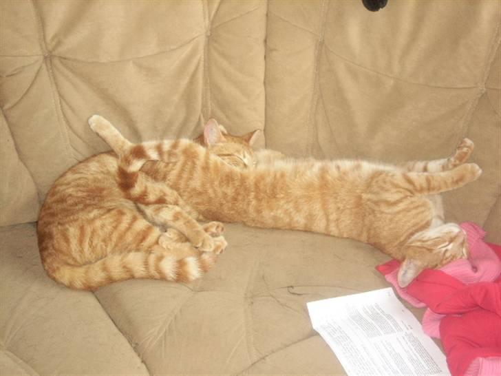 Huskat futte - her sover jeg sammen med min bror billede 3