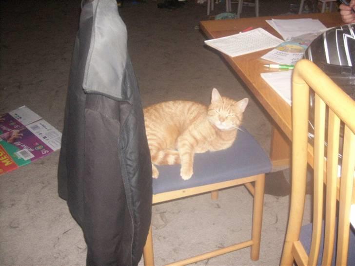 Huskat futte - jaa her slapper jeg af igen billede 4