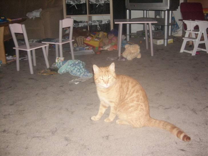 Huskat futte - er du snart færdig med de billeder.? billede 5