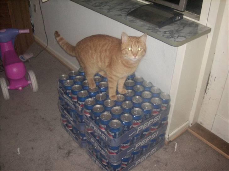 Huskat futte - her kan jeg da se hele verden kan jeg ikk billede 6