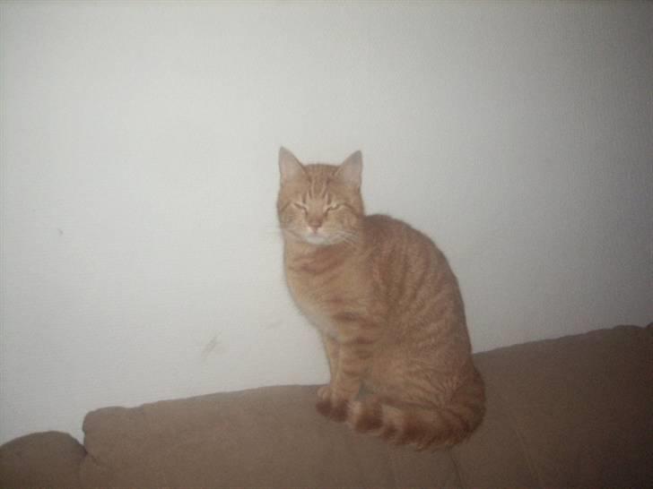 Huskat futte - nu tror jeg snart jeg vil sove igen billede 7