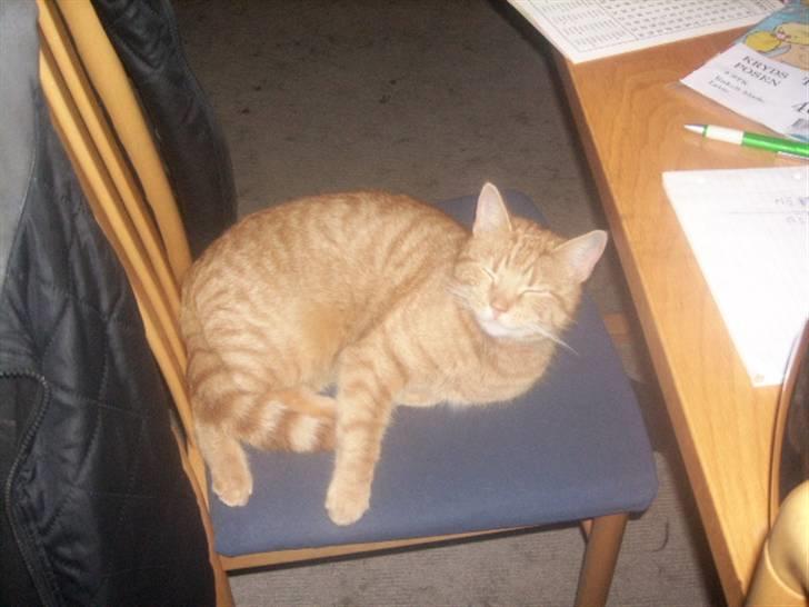 Huskat futte - nat nat  billede 8