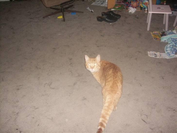 Huskat futte - nu går jeg min vej nu gider jeg ikk have taget flere billeder billede 9