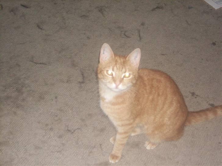 Huskat garfield *R.I.P* - hej er jeg ikk dejlig hihi billede 1