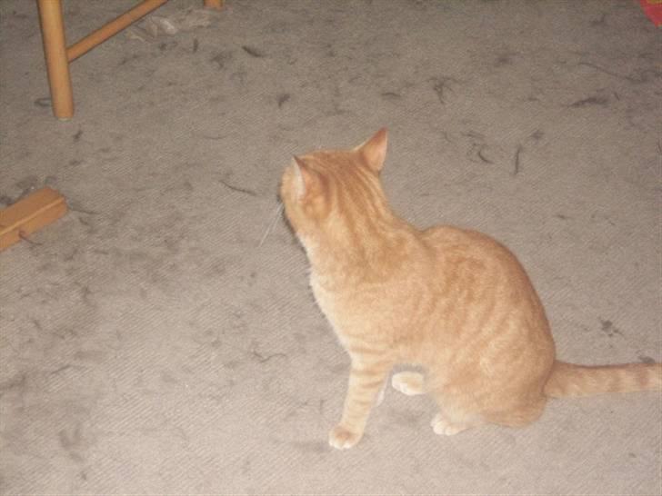 Huskat garfield *R.I.P* - hmm... jeg tror nu ikk jeg gider at se på dig haaaa billede 2