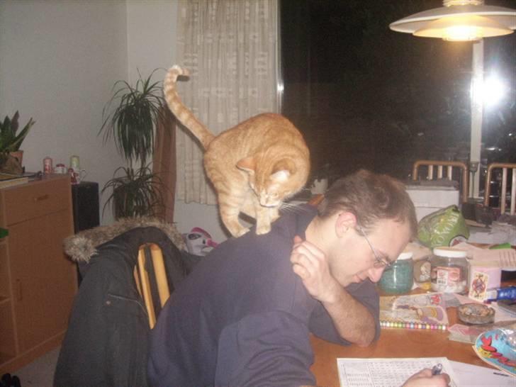 Huskat garfield *R.I.P* - hej *far* kan du mærke at du skal klippe mine negle nu..? billede 3