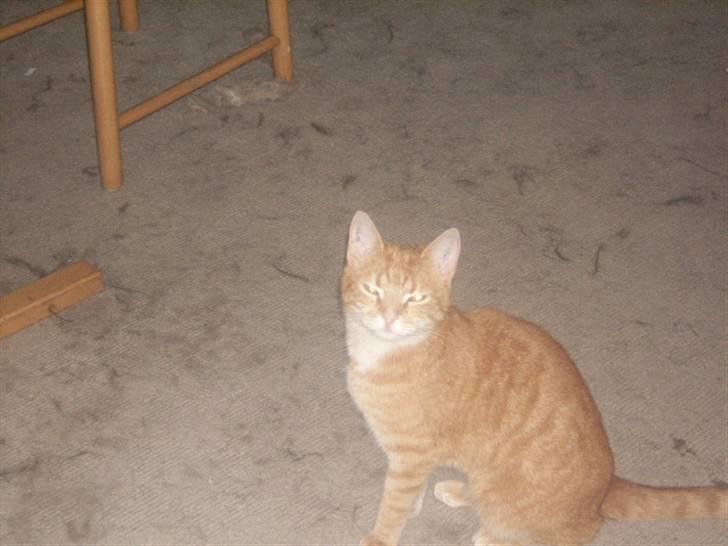 Huskat garfield *R.I.P* - heeeeeeej billede 4