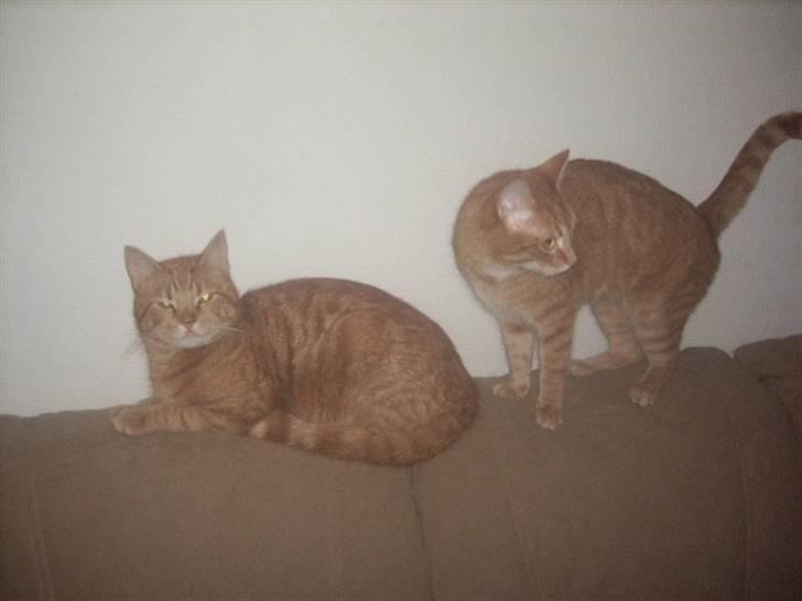 Huskat garfield *R.I.P* - her er jeg sammen med min bror futte det er mig til højre jeg står op. billede 5