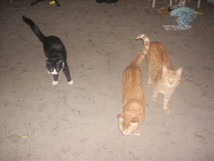 Huskat garfield *R.I.P* - her er vi alle sammen fra venstre. felix (sort/hvid) garfield og futte  billede 7