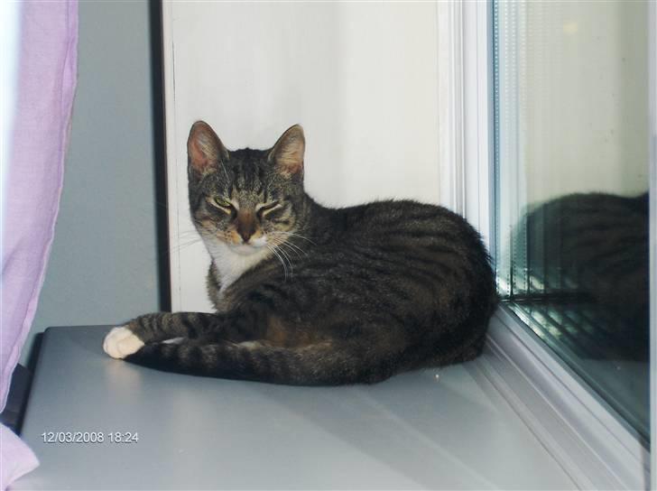 Blanding af racer Speedy - stadig min plads ;) billede 6