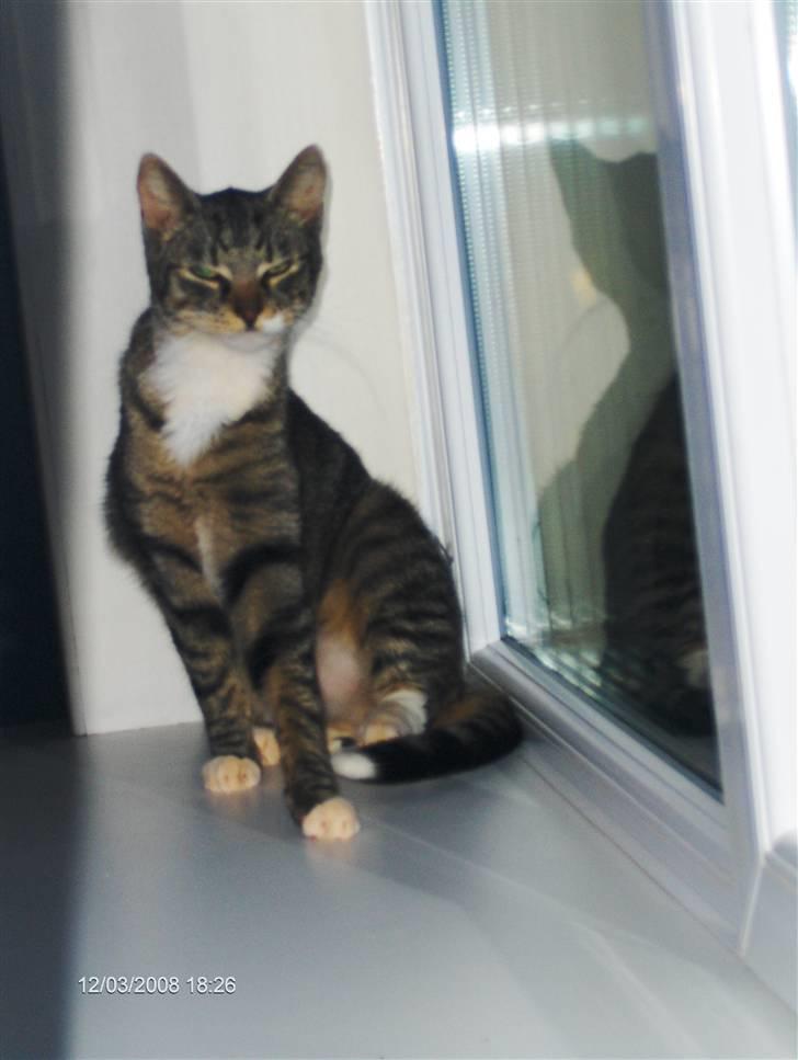 Blanding af racer Speedy - lidt "skæv" er man vel altid ;) billede 7