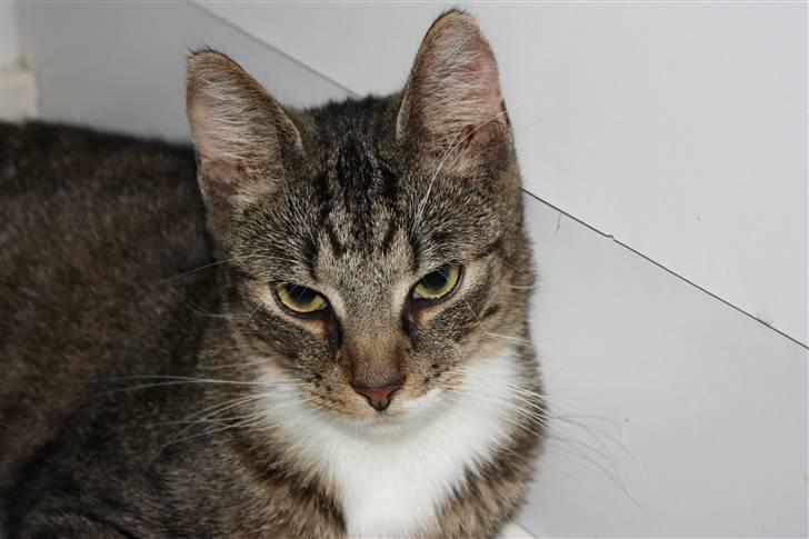 Blanding af racer Speedy billede 8