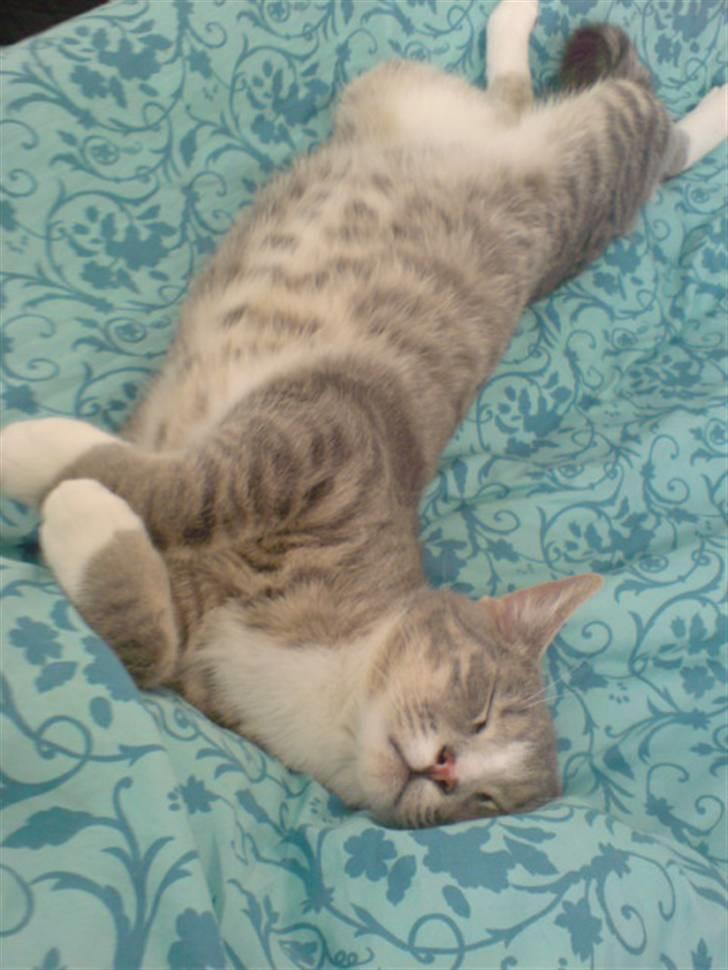 Blanding af racer Wisky * savner dig *  billede 6