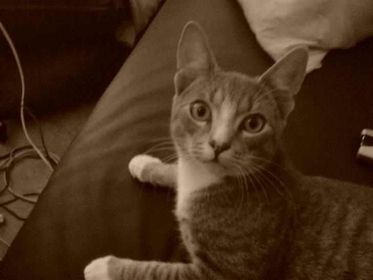 Blanding af racer Wisky * savner dig *  billede 7