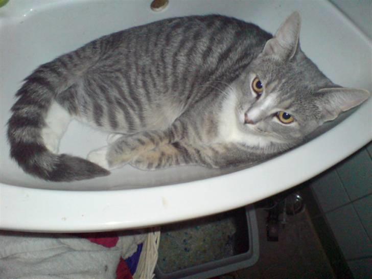 Blanding af racer Wisky * savner dig *  billede 8