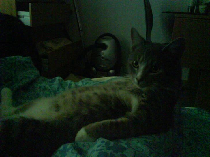 Blanding af racer Wisky * savner dig *  billede 9