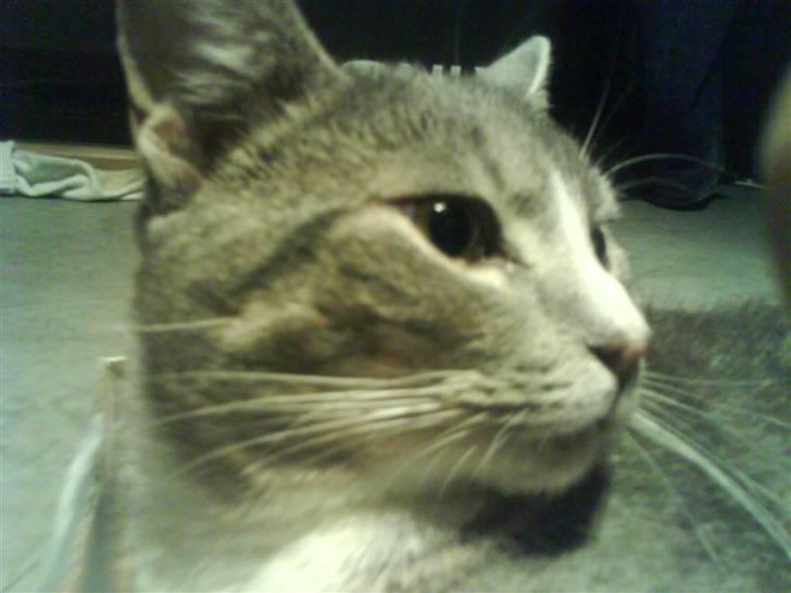 Blanding af racer Wisky * savner dig *  billede 10