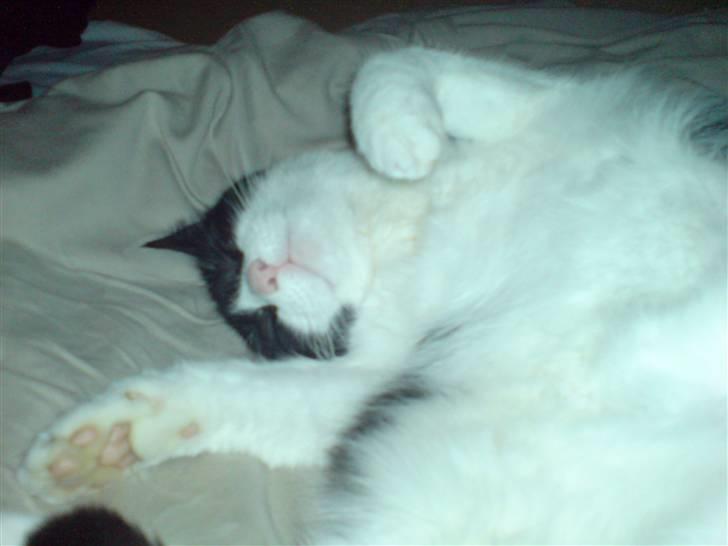 Huskat Mille billede 1