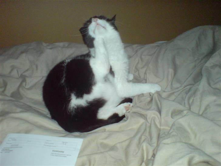 Huskat Mille billede 2