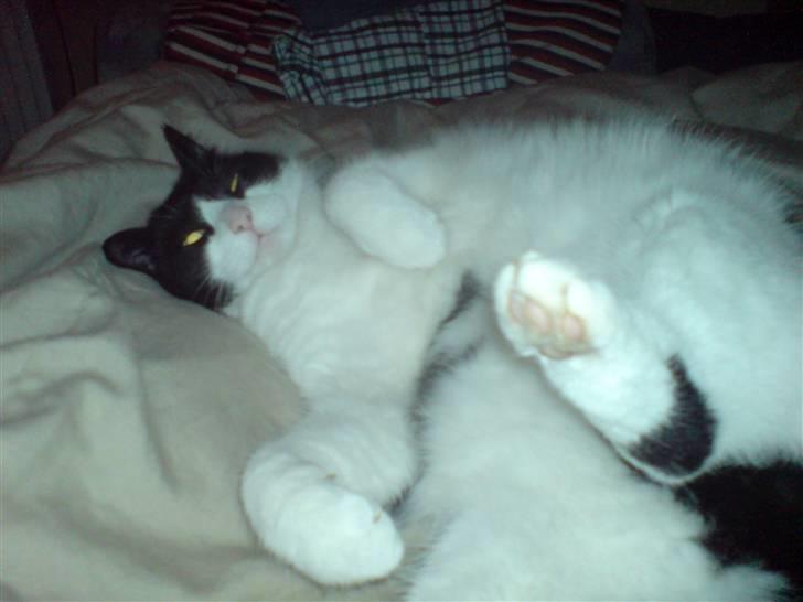 Huskat Mille billede 3