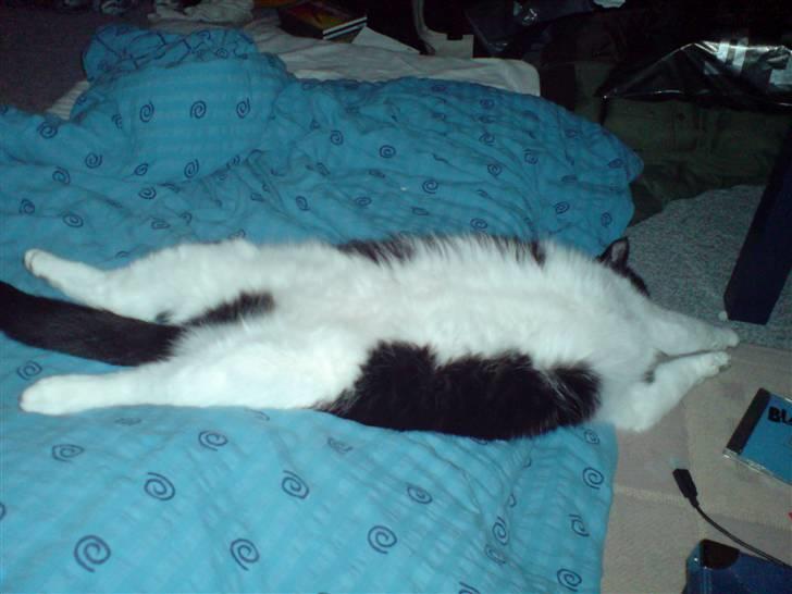 Huskat Mille billede 4