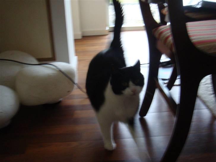 Huskat Mille billede 5