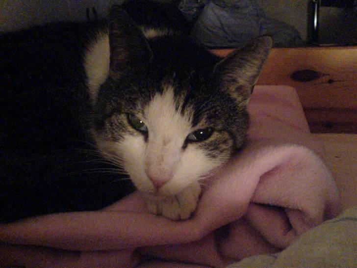 Blanding af racer Mao - der putter han på sit lyserøde tæppe billede 1