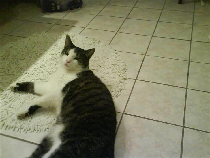 Blanding af racer Mao - der ligger den tykke på badeværelse gulvet billede 2