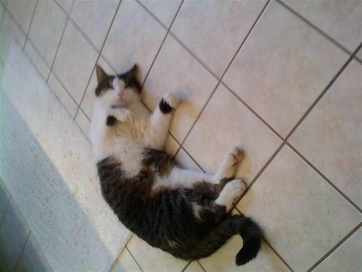 Blanding af racer Mao - dejligt at sove på det varme gulv billede 3